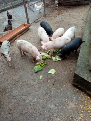 Purcei de vânzare 2luni jumătate - imagine 3