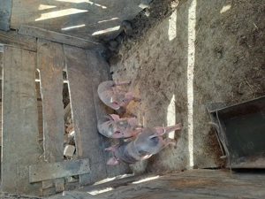 Vînd scroafe si purcei - imagine 4