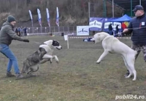 Femela disponibila  - imagine 2