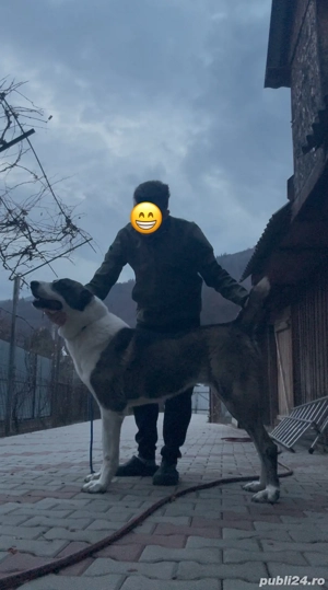 Femela disponibila  - imagine 3