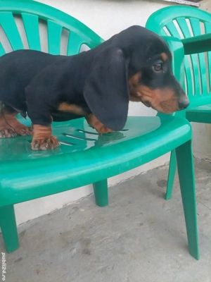 Baietel teckel  - imagine 3