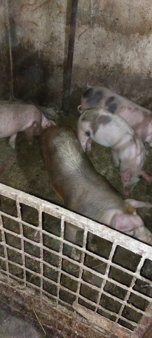 Vând soldani  - imagine 4