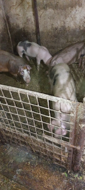 Vând soldani  - imagine 3