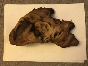 Decor buturuga lemn acvariu - terariu gecko scorpion tarantula reptile