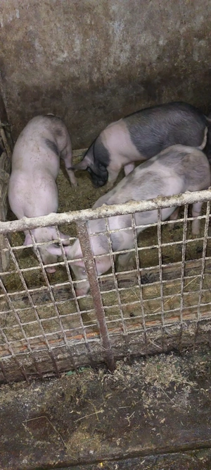 Vând soldani  - imagine 2