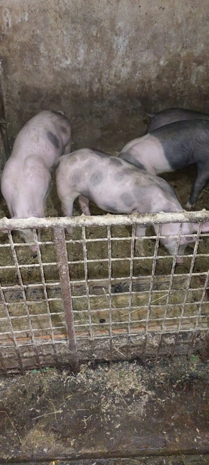 Vând soldani  - imagine 5