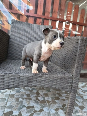 Cățel Amstaff blue - imagine 4