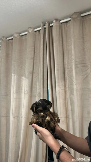 Yorkshire terrier, taglie mica. 