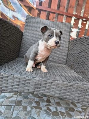 Cățel Amstaff blue - imagine 2
