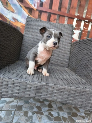 Cățel Amstaff blue - imagine 5