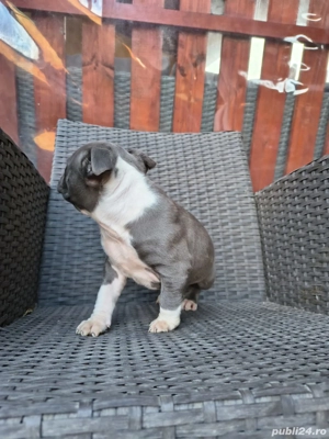 Cățel Amstaff blue - imagine 3