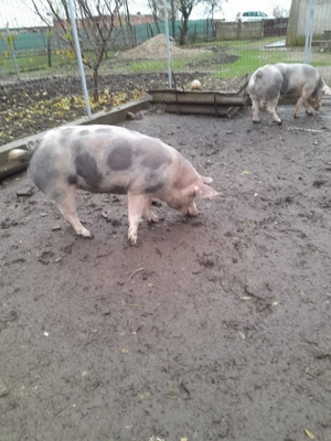 Porc de vanzare  prețul negociabil  - imagine 2