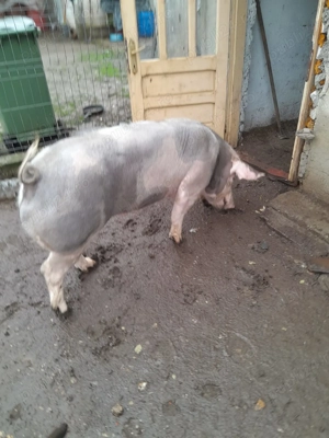 Porc de vanzare  prețul negociabil 