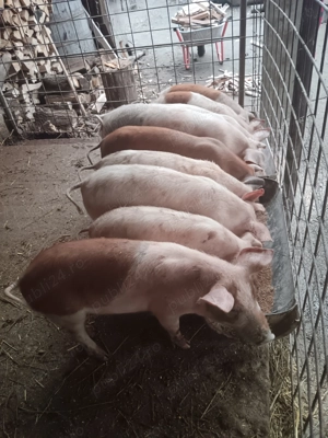 Grăsuni de vânzare 