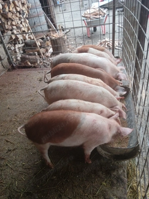 Grăsuni de vânzare  - imagine 3