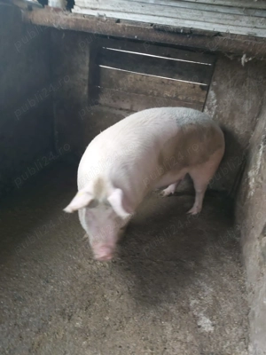 Porci de sacrificat - imagine 2