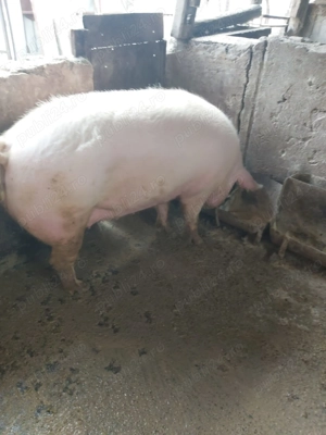 Porci de sacrificat - imagine 3