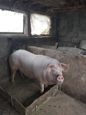 Porci de sacrificat - imagine 4