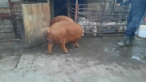 Vând porc  - imagine 2