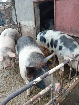 Porci bio de vanzare 