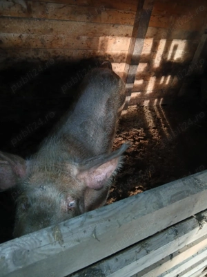 porci de vanzare 