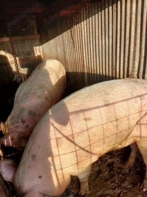 porci si purcei  - imagine 3