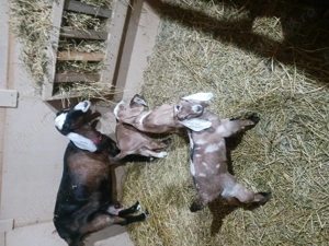 Ieduți anglo nubian de vânzare 