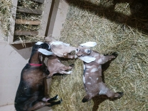 Ieduți anglo nubian de vânzare  - imagine 2