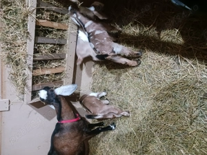 Ieduți anglo nubian de vânzare  - imagine 4