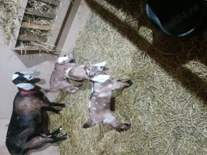 Ieduți anglo nubian de vânzare  - imagine 5