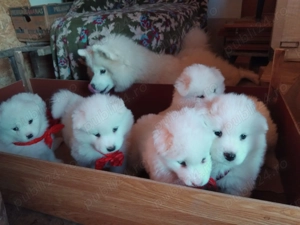 Cățeluși Samoyed - cu Carnet și Vaccin