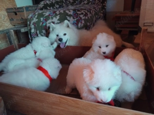 Cățeluși Samoyed - cu Carnet și Vaccin - imagine 4