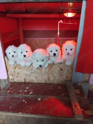 Cățeluși Samoyed - cu Carnet și Vaccin - imagine 5