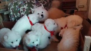 Cățeluși Samoyed - cu Carnet și Vaccin - imagine 3