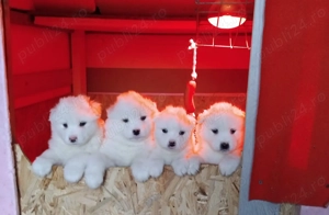 Cățeluși Samoyed - cu Carnet și Vaccin - imagine 2