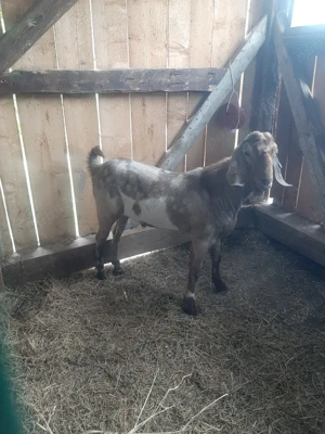 Ieduți anglo nubian de vânzare  - imagine 3