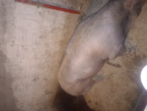 Vad porc de carne Petrean cu duroc 