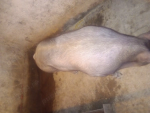 Vad porc de carne Petrean cu duroc  - imagine 4