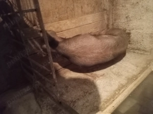 Vad porc de carne Petrean cu duroc  - imagine 5