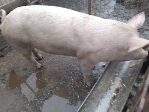 Vand porci - imagine 2