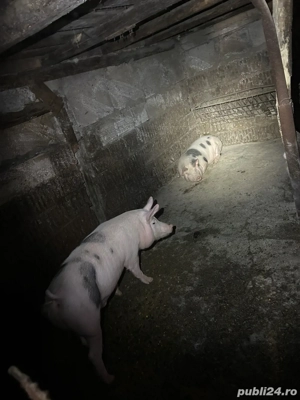 vand porc  - imagine 2