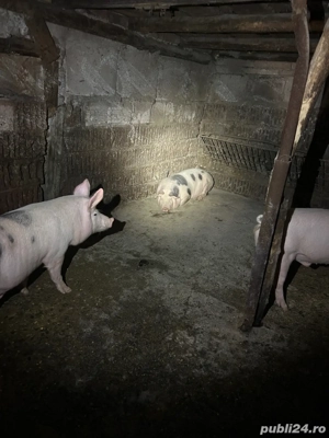 vand porc  - imagine 3