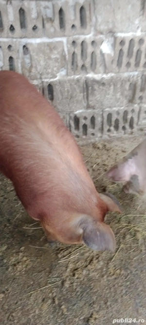 Porc duroc  - imagine 3