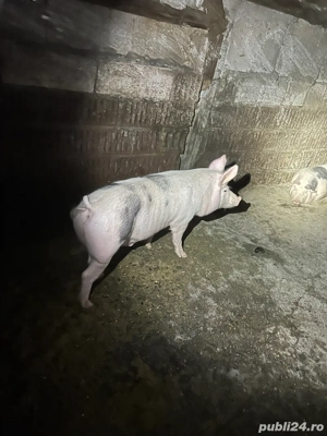 vand porc  - imagine 5