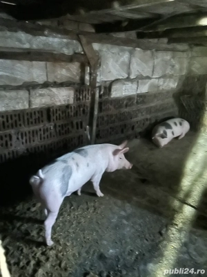 vand porc  - imagine 4