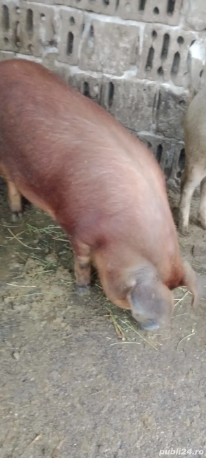 Porc duroc  - imagine 2