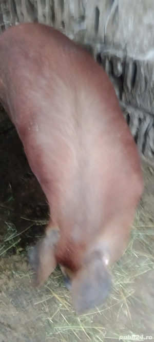 Porc duroc 