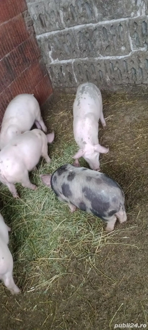 Purcei marele alb cu petrean  - imagine 4