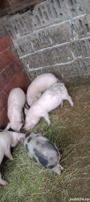 Purcei marele alb cu petrean  - imagine 3