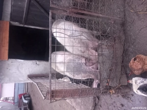 Vand porc mare .Detalii la nr de tel  
